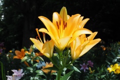Lys de Tokorozawa