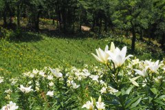 Lys de Tokorozawa