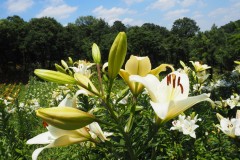 Lys de Tokorozawa