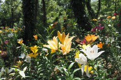 Lys de Tokorozawa
