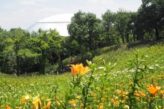 Lys de Tokorozawa