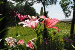 Lys de Tokorozawa