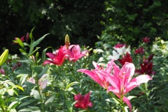 Lys de Tokorozawa
