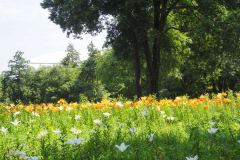 Lys de Tokorozawa