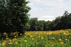 Lys de Tokorozawa