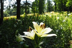 Lys de Tokorozawa