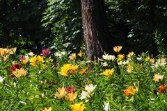 Lys de Tokorozawa