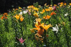 Lys de Tokorozawa