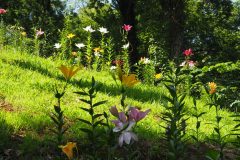 Lys de Tokorozawa