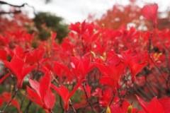 Matsumoto - Feuillage d'automne