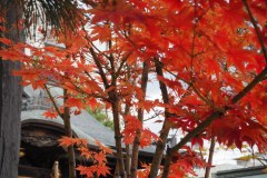 Matsumoto - Feuillage d'automne
