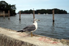 Matsushima