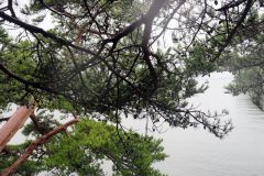 Matsushima