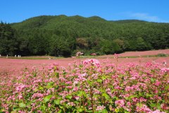 Akasoba no sato