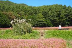 Akasoba no sato
