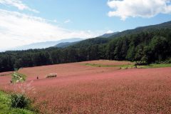 Akasoba no sato