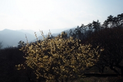 Rôbai jardins Hodosan