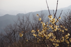 Rôbai jardins Hodosan