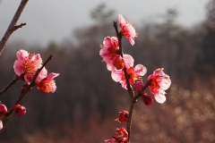 Pruniers jardins Hodosan