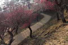 Pruniers jardins Hodosan