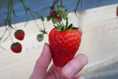 Fraises Chichibu