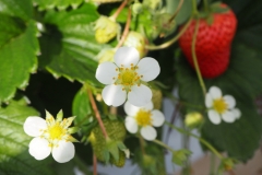 Fraises Chichibu