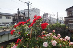 Sawara - Au bord du canal