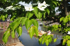 Sawara - Au bord du canal