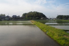 Rizières de Chiba depuis le train