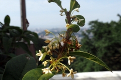 Jasmin