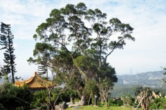 Maokong