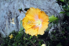 Hibiscus
