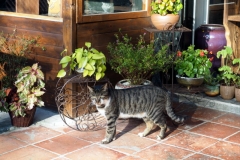 Jiufen - Chat