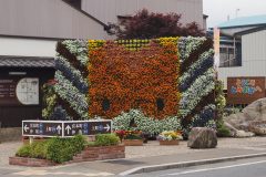 Gunma-chan fleuri !