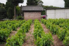 Filature de Tomioka - Les mûriers