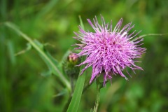Fleur de la montagne