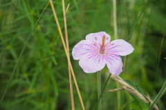 Fleur de la montagne