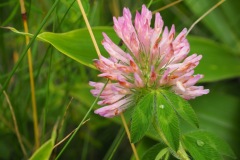 Fleur de la montagne