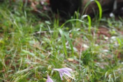 Fleur de la montagne