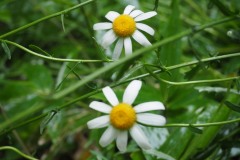 Fleurs de la montagne