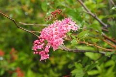 Fleur de la montagne