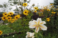 Moegi no mura - Fleurs