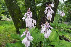 Moegi no mura - Fleurs