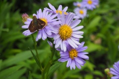 Moegi no mura - Fleurs