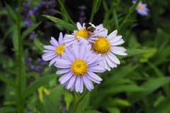 Moegi no mura - Fleurs