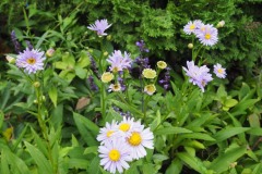 Moegi no mura - Fleurs