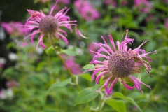 Moegi no mura - Fleurs