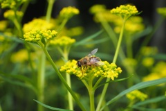 Moegi no mura - Fleurs