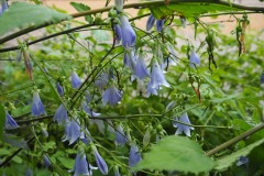 Moegi no mura - Fleurs