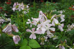 Moegi no mura - Fleurs